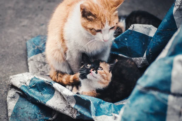 Stray Gatos Guardando Seus Filhotes — Fotografia de Stock