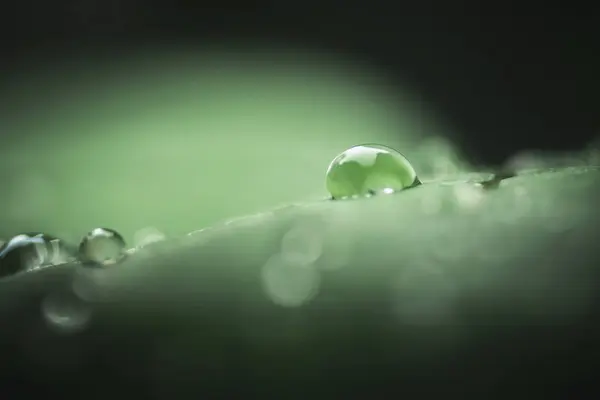 Regn Droppar Faller Bladen Regniga Dagar — Stockfoto