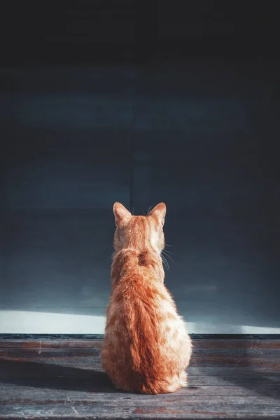 Een Oranje Kat Staat Aan Deur Van Het Bedrijf — Stockfoto