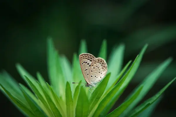 Weißer Schmetterling Steht Auf Einem Blatt — Stockfoto