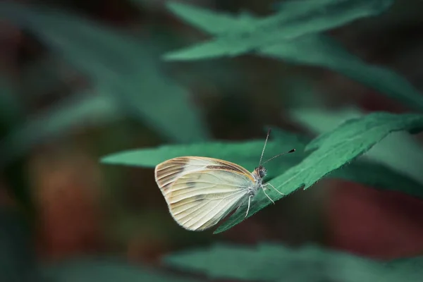 Weißer Schmetterling Steht Auf Einem Blatt — Stockfoto