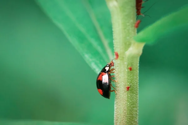 Ein Marienkäfer Der Blattläuse Jagt — Stockfoto