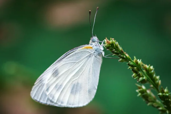 Weißer Schmetterling Steht Auf Einem Blatt — Stockfoto
