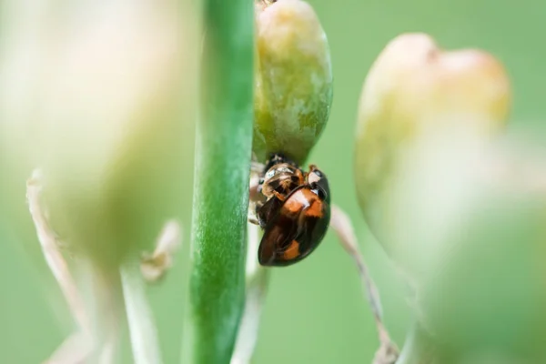 Ein Marienkäfer Auf Einem Blatt — Stockfoto