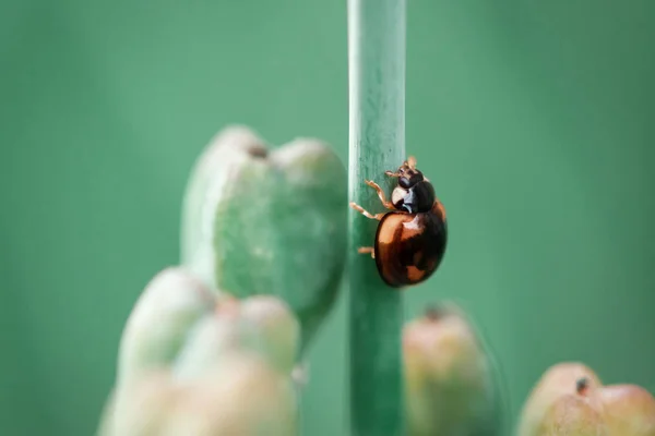 Ein Marienkäfer Auf Einem Blatt — Stockfoto