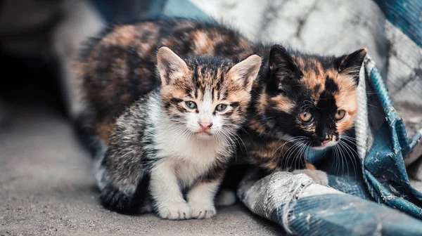 Twee Zwerf Kittens Buurt Van Vuilnisbelt — Stockfoto