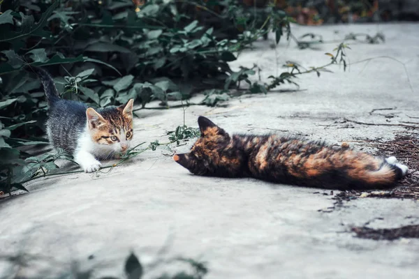 Dua Anak Kucing Sedang Bermain Semak Semak — Stok Foto