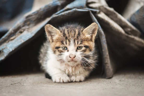 Herrelös Kattunge Slumrar Vid Kanten Soptipp — Stockfoto