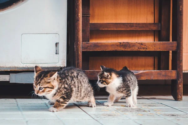 Dua Anak Kucing Perjalanan Bersama Sama — Stok Foto