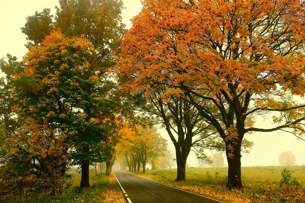 Foggy Autumn Morning Warmia Poland — Stock Photo, Image