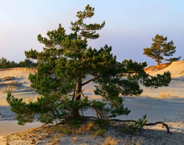 Sowiski Milli Parkı Lehçe sahil merkezi bölümünde yer