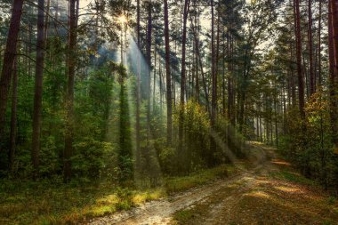 Warmia ormanda güneşin ışınları