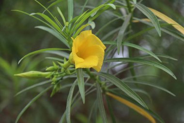 Yumuşak yeşil arka planı ve yaprakları olan sarı takvim çiçeği. Şifalı bitkiler..