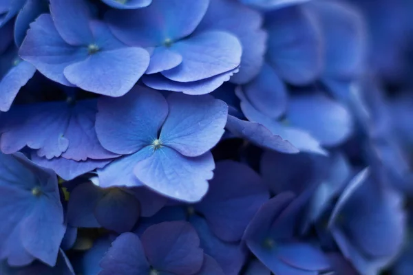 Blaue Hortensie, eine Nahaufnahme einer Blume, schöne Blume Stockbild
