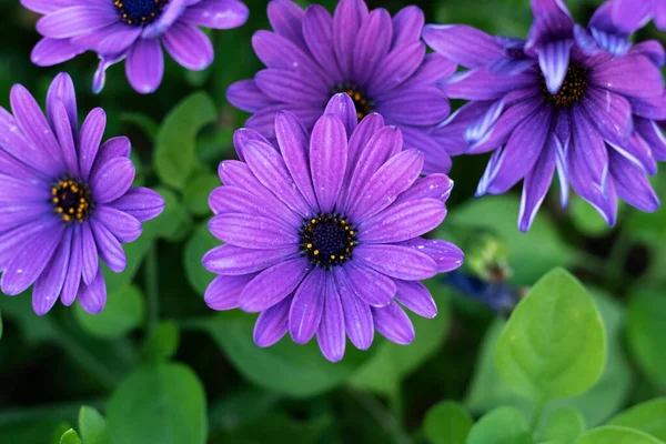 Фіолетовий Osteospermum Ecklonis Bloom, Purple Flower. Купа фіолетових квітів. — стокове фото
