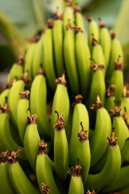 Muz ağacının kenarında bir demet yeşil muz