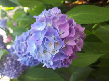 Ortanca - mor güneş gibi bir çiçek