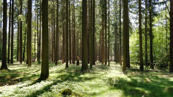 Чеський Ліс Влітку — стокове фото