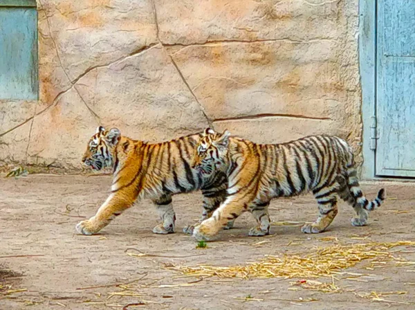 两只小老虎在动物园里并排行走 — 图库照片