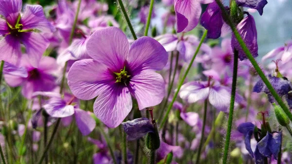 Λεπτομέρεια Από Βιολετί Λουλούδι Κατά Διάρκεια Του Καλοκαιριού — Φωτογραφία Αρχείου