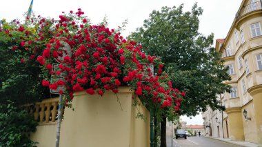 Prag 'daki güzel eski bir villada büyüyen kırmızı güller..
