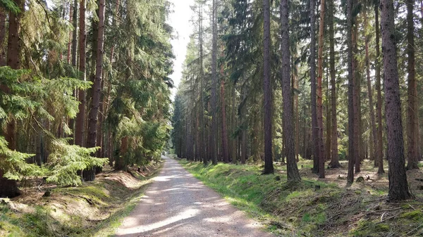 Caminho Através Bela Floresta Calma Durante Dia Verão — Fotografia de Stock