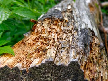 Ormanda yerde yatan küflenmiş ağaç gövdesine yakından bak..