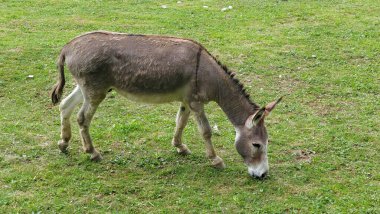 Yalnız eşek taze yeşil otlakta otluyor. Hayvanın etrafındaki çimenler tamamen kemirilmiş..