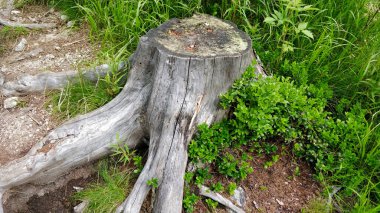 Slovakya 'daki milli parkın ormanındaki çam ağacı kütüğü.