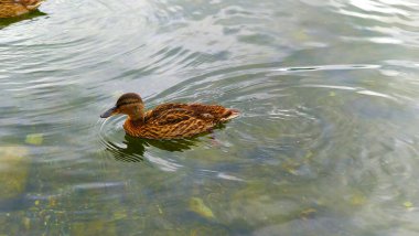 Ördek berrak gölde yüzüyor, su daireleri çiziyor..