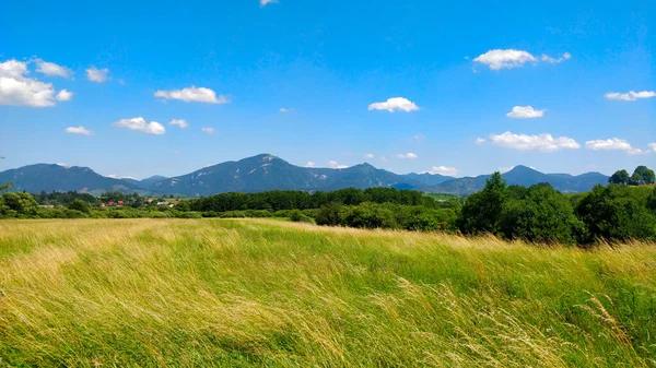Slovakya kırsal kesiminin otlaklarında arka planda güzel dağlar var. Gökyüzü küçük beyaz bulutlarla dolu. Hava sıcak ve güneşli. Ön plandaki çimler rüzgarda eğilir..