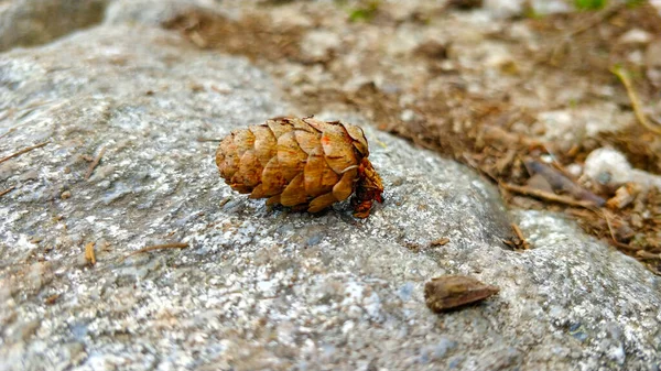 Guarda Vicino Pigna Sdraiata Sulla Roccia — Foto Stock