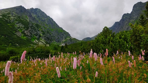 Louka Plná Růžových Horských Květin Vysokohorskými Horami Pozadí Slovensku — Stock fotografie