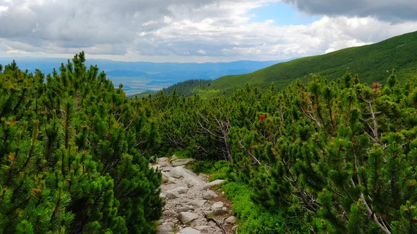 Výlet Slovenských Tatranských Hor Pěšinou Procházející Hustým Borovým Lesem Během — Stock fotografie
