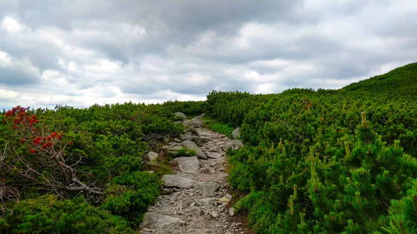 Voyage Dans Les Montagnes Slovaques Tatra Avec Sentier Traversant Forêt — Photo