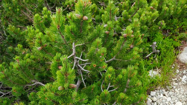Detail View Mountain Pine Growing High Altitude Slovakian National Park — Stock Photo, Image
