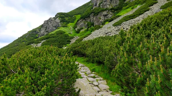 Voyage Dans Les Montagnes Slovaques Tatra Avec Sentier Traversant Forêt — Photo