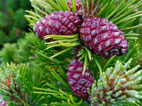 Detalhe Vista Sobre Pinheiros Cone Espécies Pinus Mugo Crescendo Alta — Fotografia de Stock