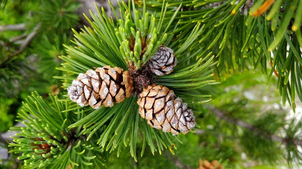 슬로바키아 산에서 자라는 Pinus Mugo 소나무 원뿔을 자세히 들여다본 — 스톡 사진