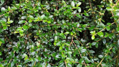 Prag 'da kara yaprak çiti.