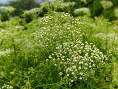 Prag parkındaki yaşlı çiçeğe yakın çekim.
