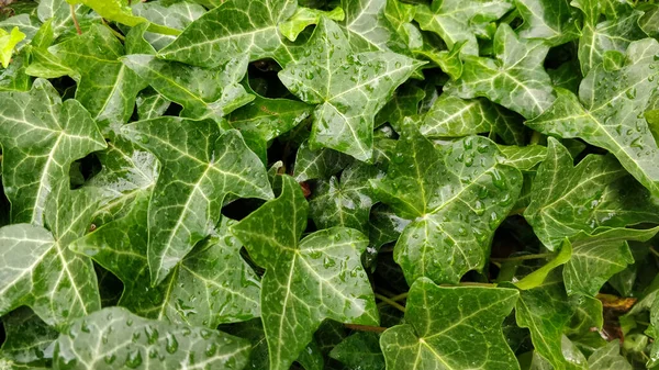 Ivy leaves close to each other.