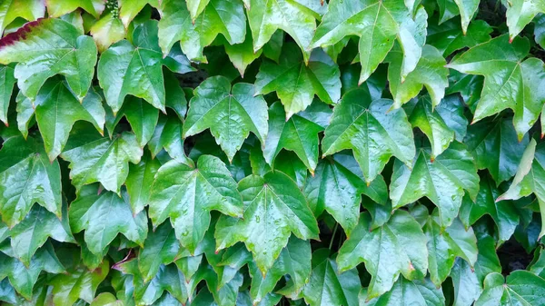 Ivy leaves close to each other.