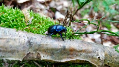 Ormanda yiyecek arayan bok böceğine yakından bakın..