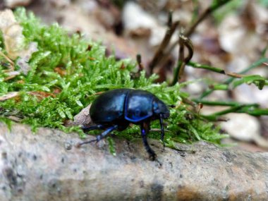 Ormanda yiyecek arayan bok böceğine yakından bakın..