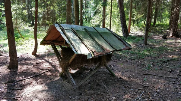 Râtelier Plein Foin Dans Forêt Tchèque — Photo