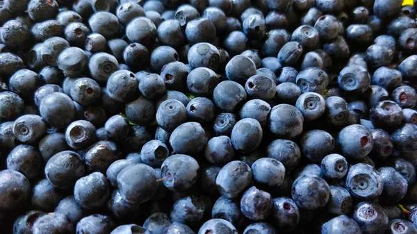 Detalhe Deliciosos Mirtilos Recém Colhidos — Fotografia de Stock