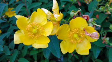 Şehir parkındaki güzel sarı hiperikum çiçeğinin detayları..