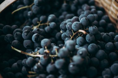 Yakın çekim bir sepet içinde hasat saperavi üzüm.