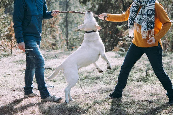 Heureux Lesbiennes Couple Jouer Avec Chien Dans Forêt — Photo